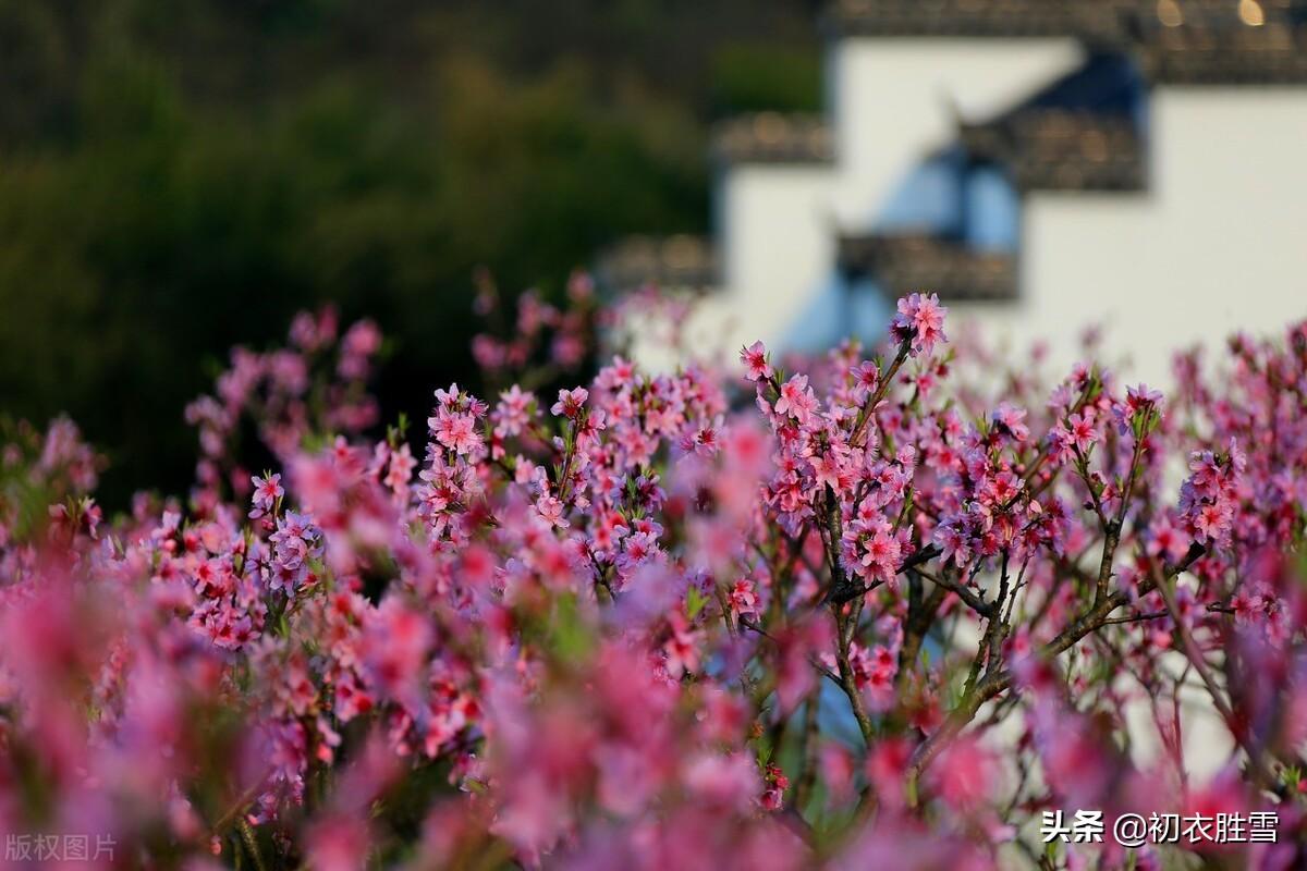 辛弃疾仲春唯美古诗（故园桃李，待君花发）