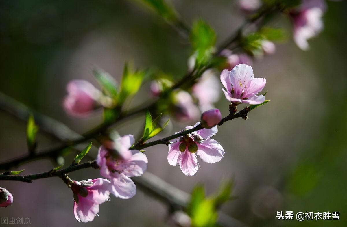 辛弃疾仲春唯美古诗（故园桃李，待君花发）