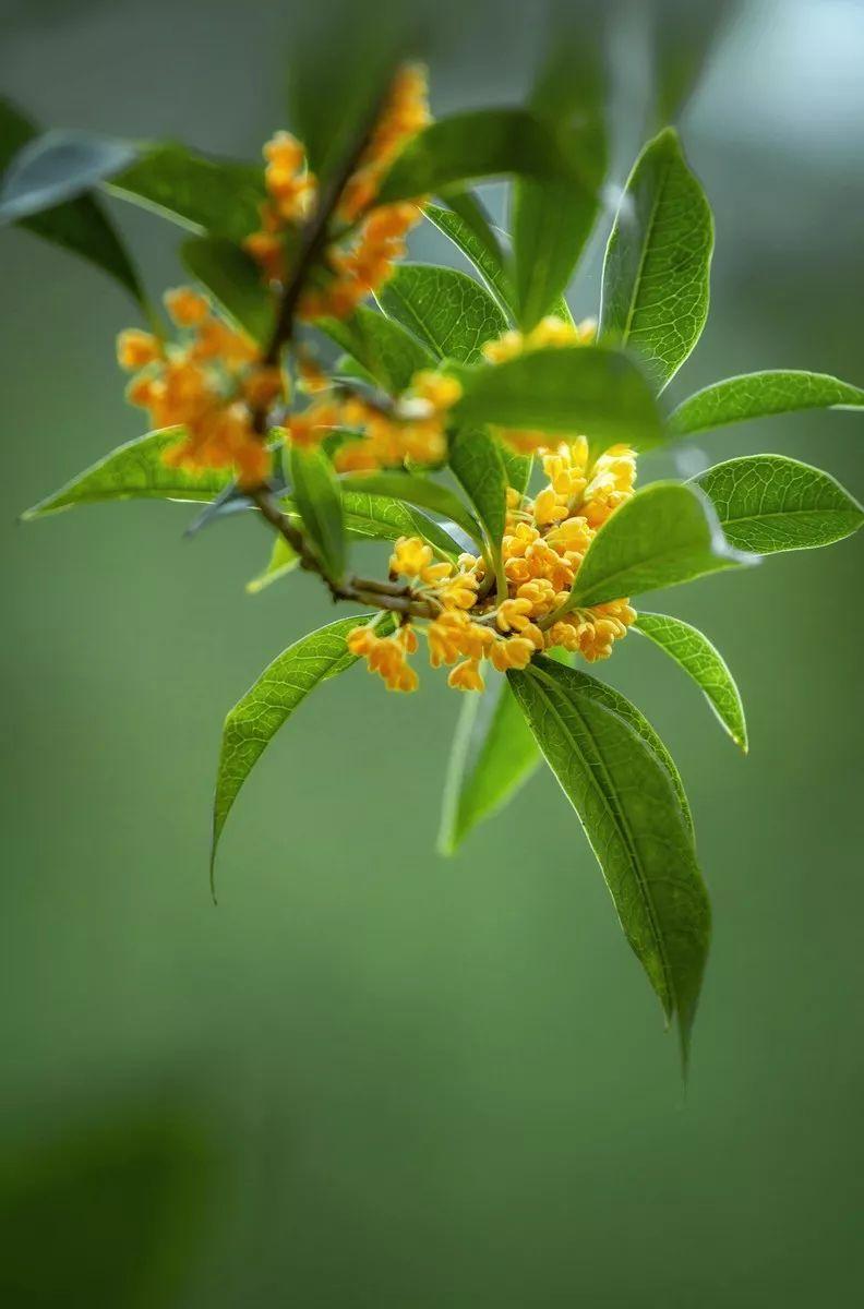 桂花唯美古诗大全（30句唯美的桂花诗词）