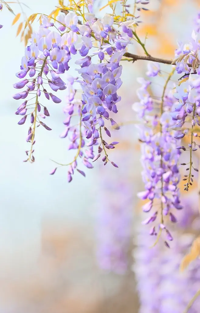 赞美紫藤花唯美古诗（20首唯美的紫藤花诗词）