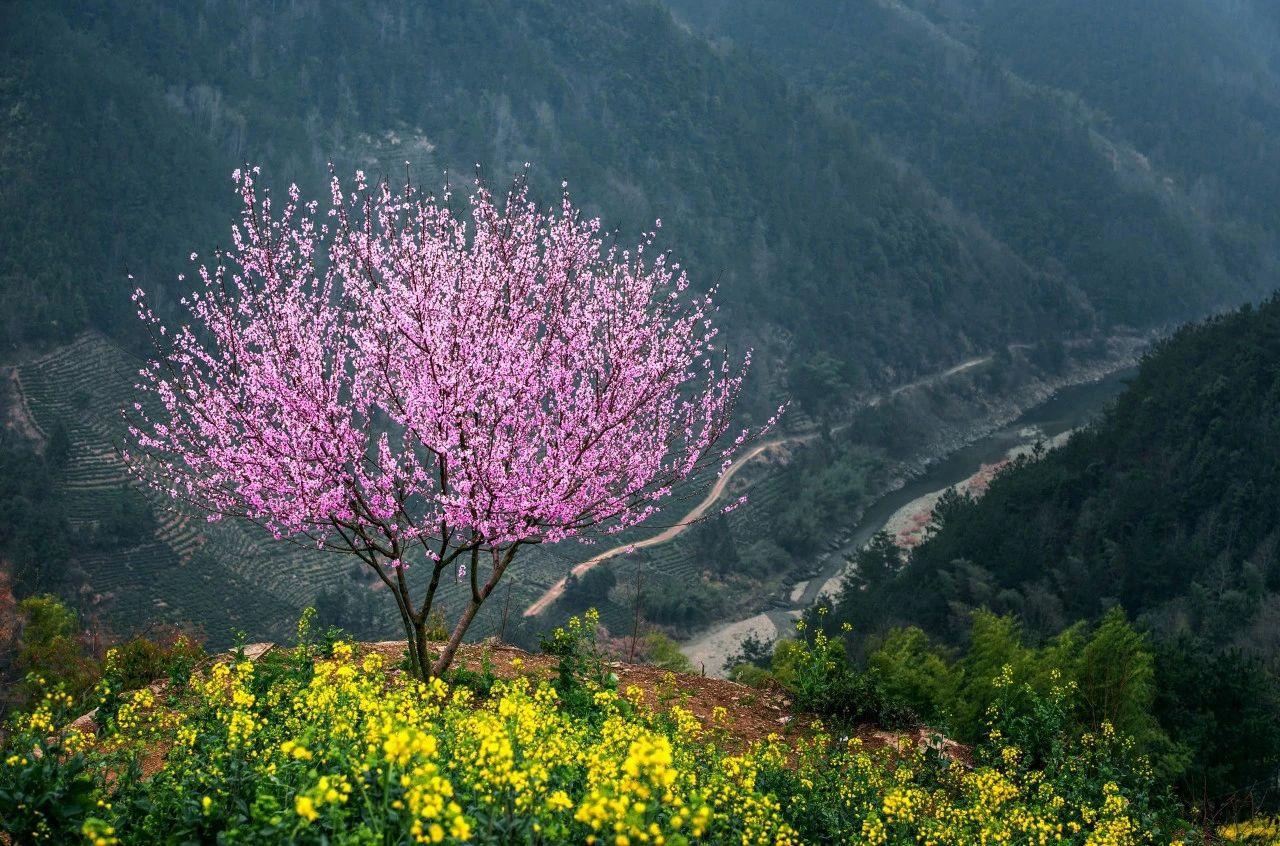 春山经典古诗有哪些（40个绝美的春山诗词）