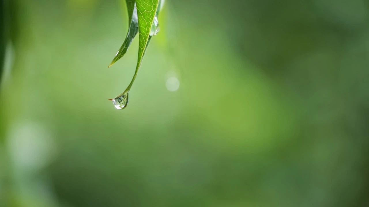 春雨经典古诗大全（70首春雨诗词唯美）