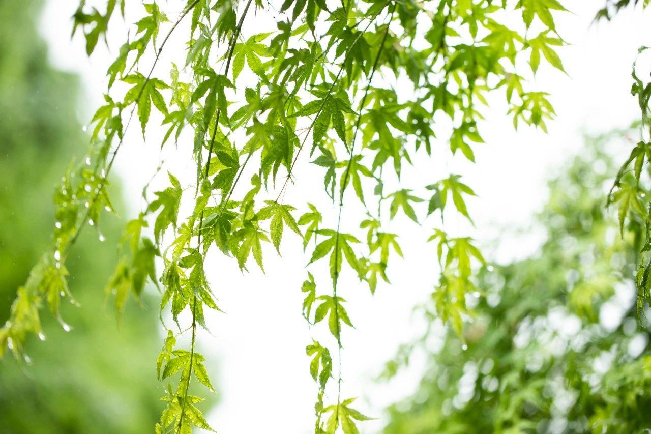 春雨经典古诗大全（70首春雨诗词唯美）