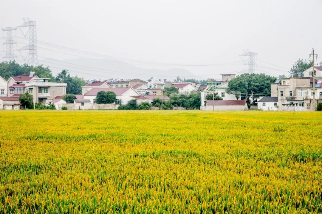 夏日古诗名句大全（100句夏日诗词唯美）