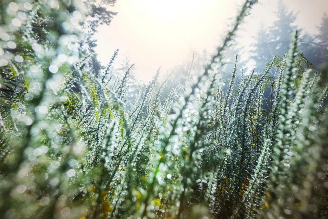 草木摇落，霜落红叶（10首秋霜诗词唯美）