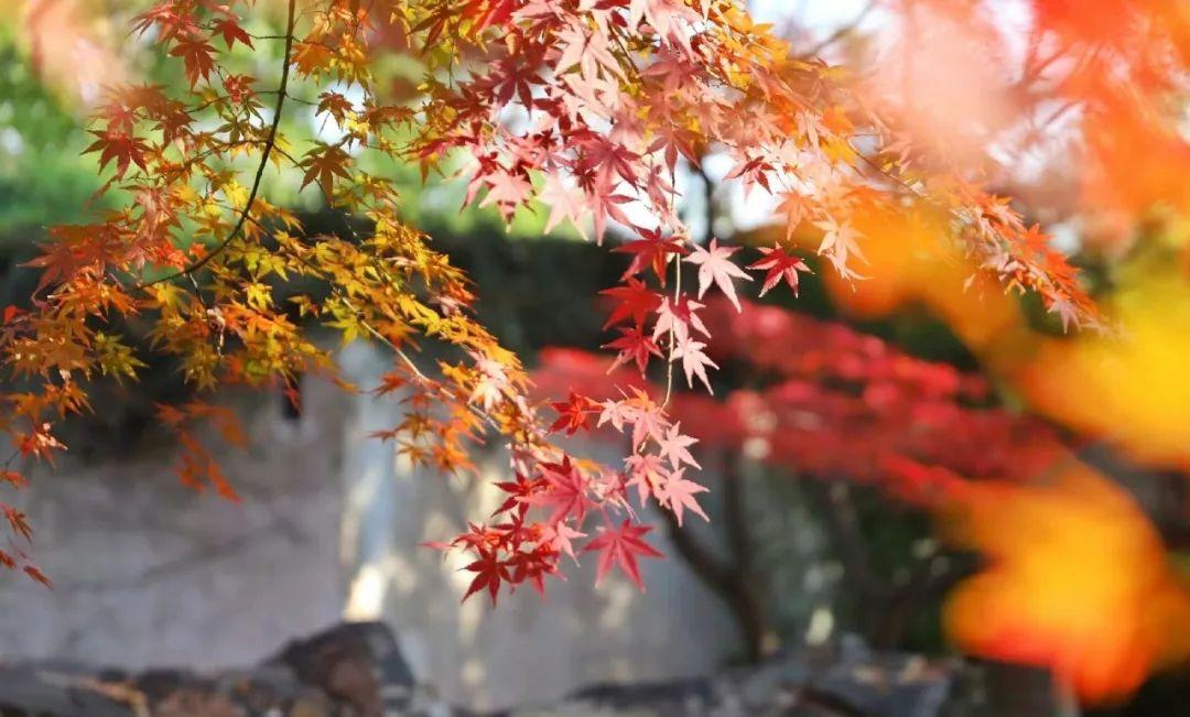 赏一抹秋韵，染一缕相思（10首秋日五言古诗著名）