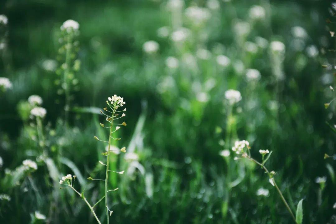 春色忽向晚，风定落花香（10首晚春诗词经典）