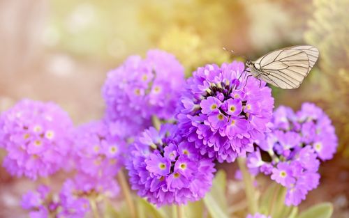 写关于春天花的作文（《花开等春天，真爱不等待》）