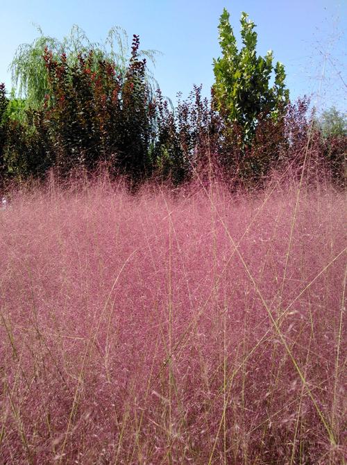 有关写草的作文（《花开花落，我们的责任》）