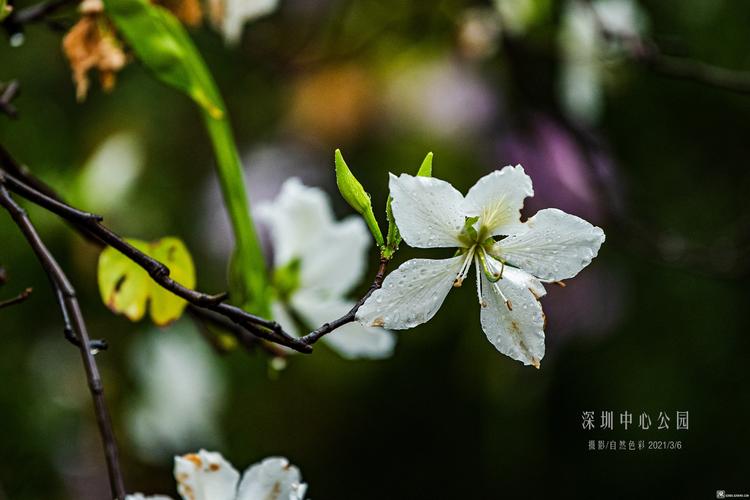 有关于风雨的作文（《雨后彩虹》）