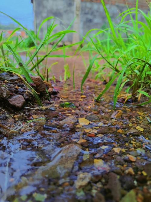 有关雨后的作文素材（《阳光总在风雨后——一场特殊的故事》）