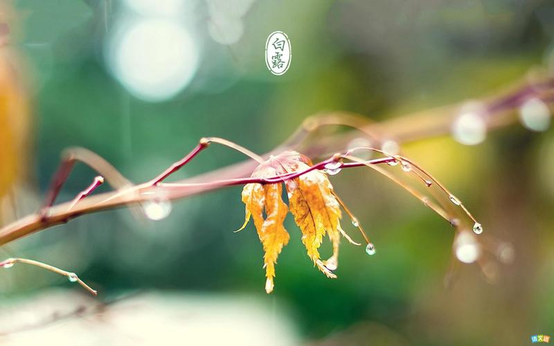 白露节气发朋友圈的句子（白露时节，如此美丽）