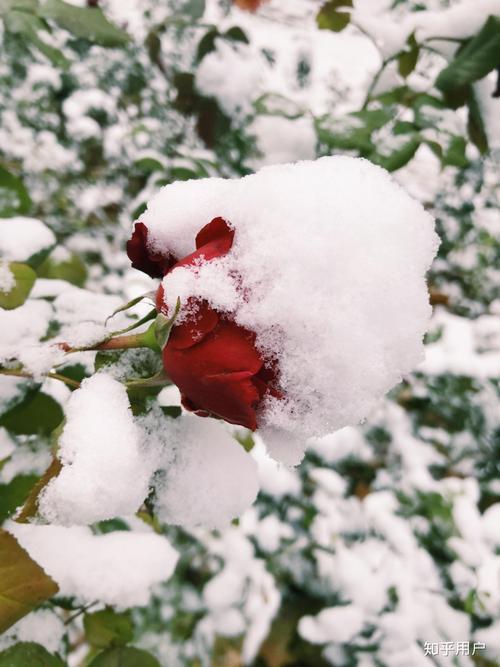 下雪适合发朋友圈的短句（冬日白雪，好友留言）