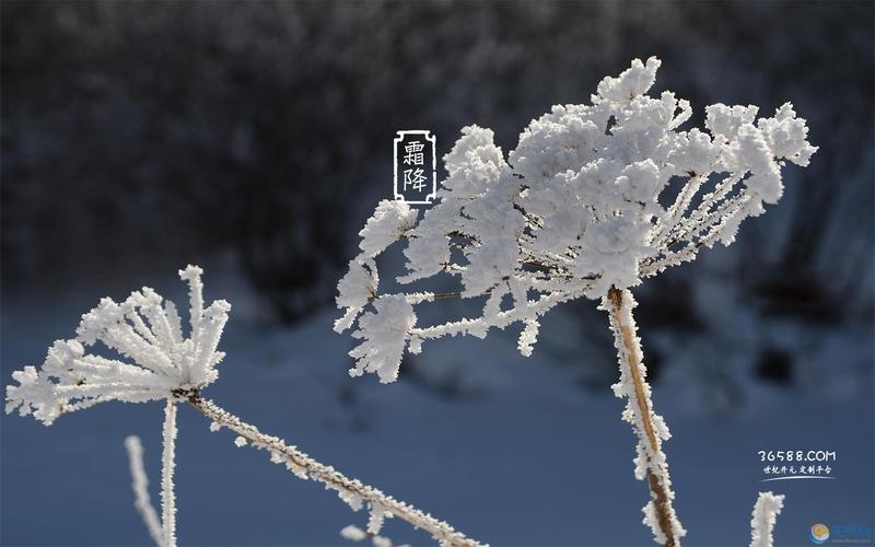 有关霜降节气暖心好句的短句有哪些（霜降节气，温暖心灵）