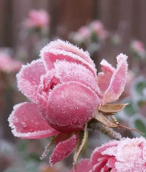 霜降的祝福语短句（白雪皑皑）