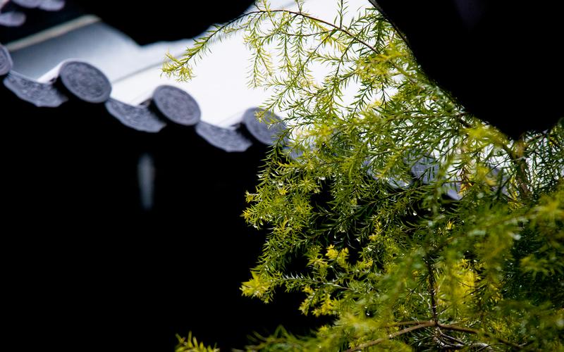 关于二十四节气雨水的说说（2024年24节气，雨水的美丽瞬间）