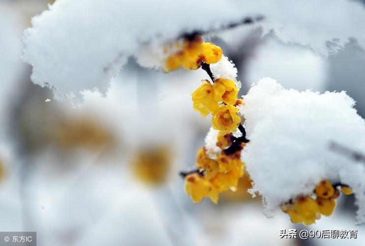 下雪发的短句（雪落人间）