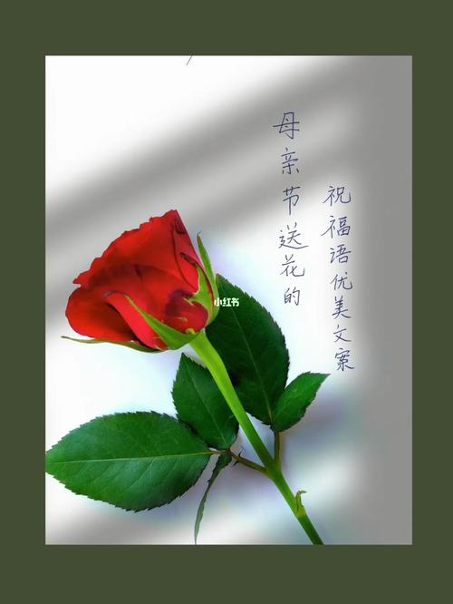 母亲节送花简短祝福语（花开寄予母亲节的祝福）