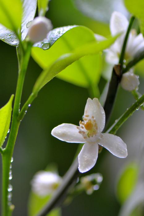 雨露作文400字作文（《一生中的感恩之雨》）