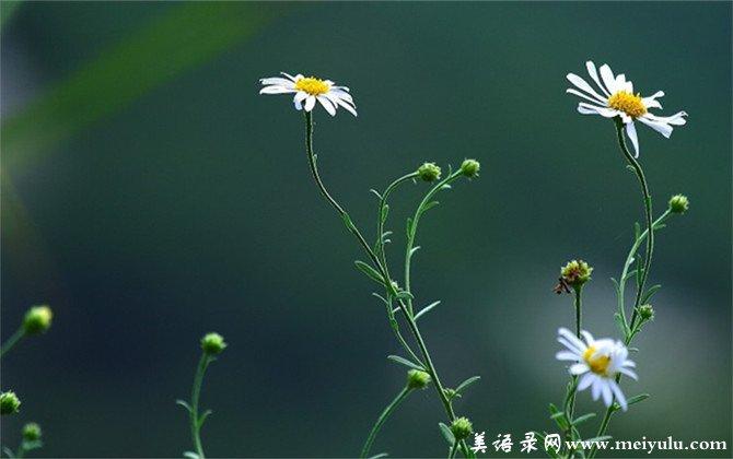 以感悟青春为话题的作文素材（《青春感悟的幸福》）