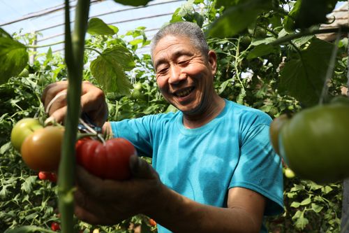 以享受为话题的作文开头（《享受人生的慢节奏生活》）