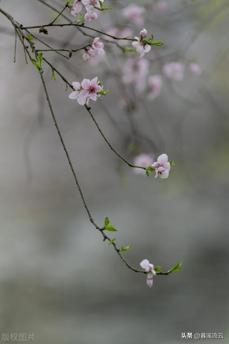 春日经典古诗大全（八首灵动清新的春日诗词）