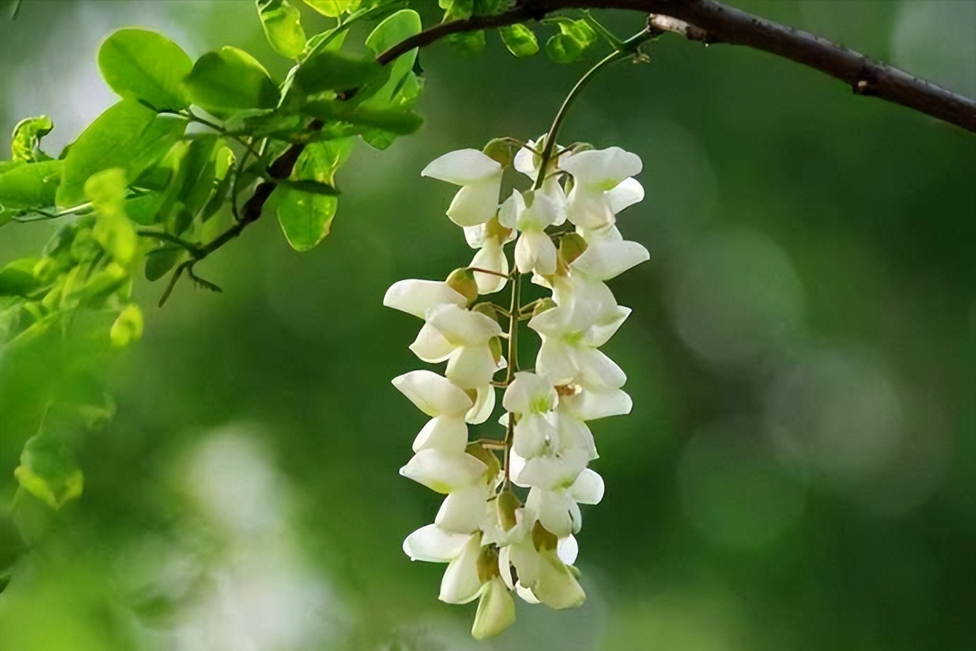 初夏唯美古诗大全（10首初夏古诗词）