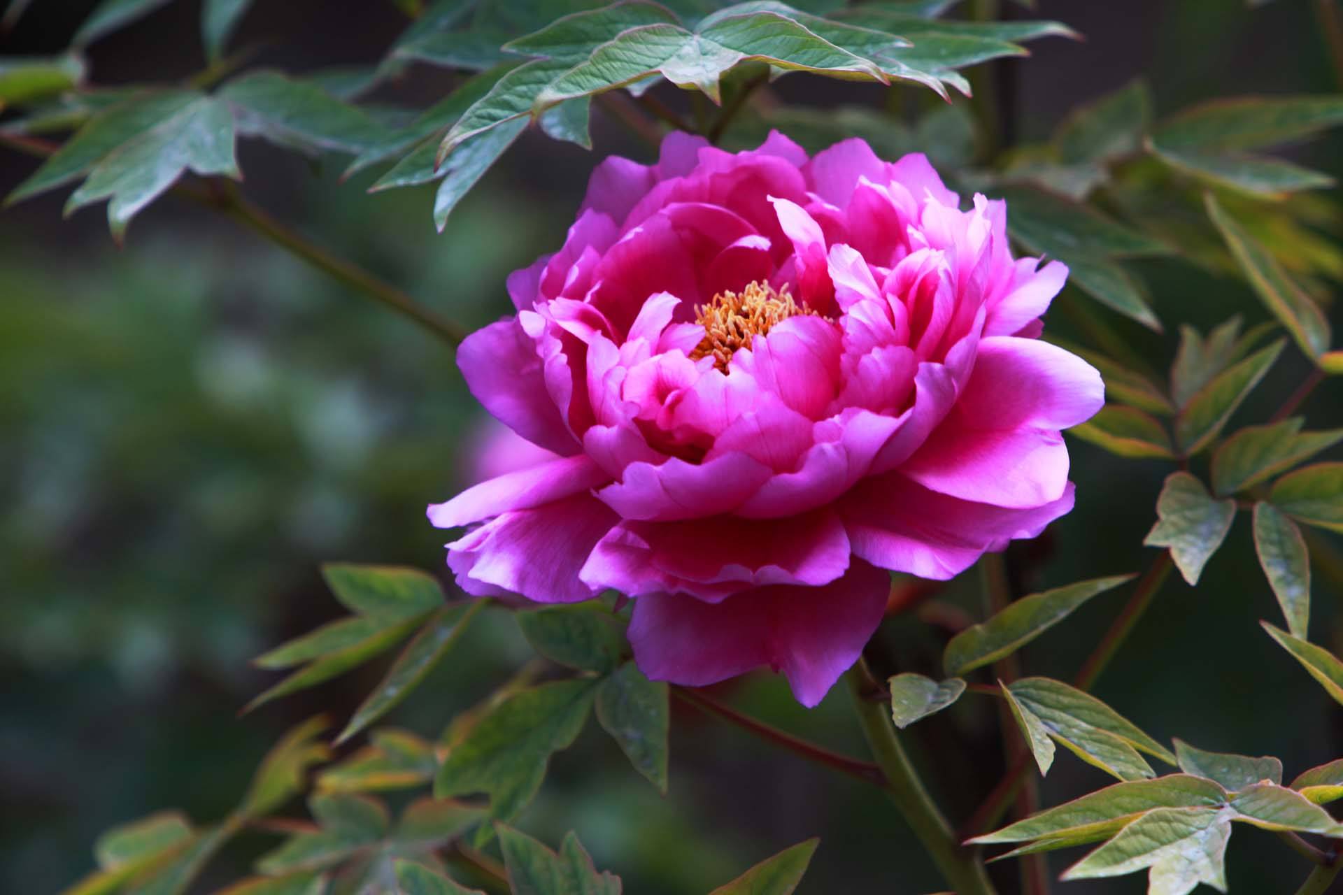 惊艳妖娆，绚丽如梦（18首牡丹花诗词唯美）