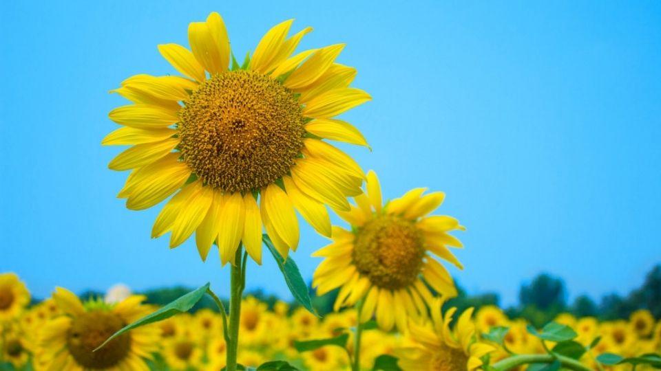 四月唯美古诗词（芳菲如你，天真如你）