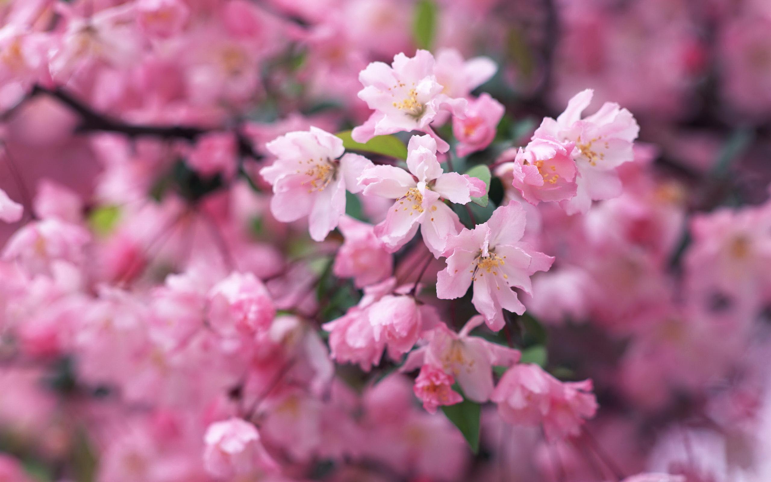 花朝节唯美的古诗词（红紫万千披锦绣，百花生日是良辰）