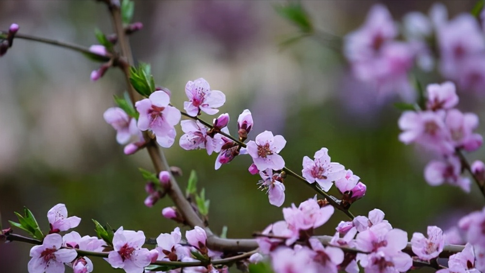 花朝节唯美的古诗词（红紫万千披锦绣，百花生日是良辰）