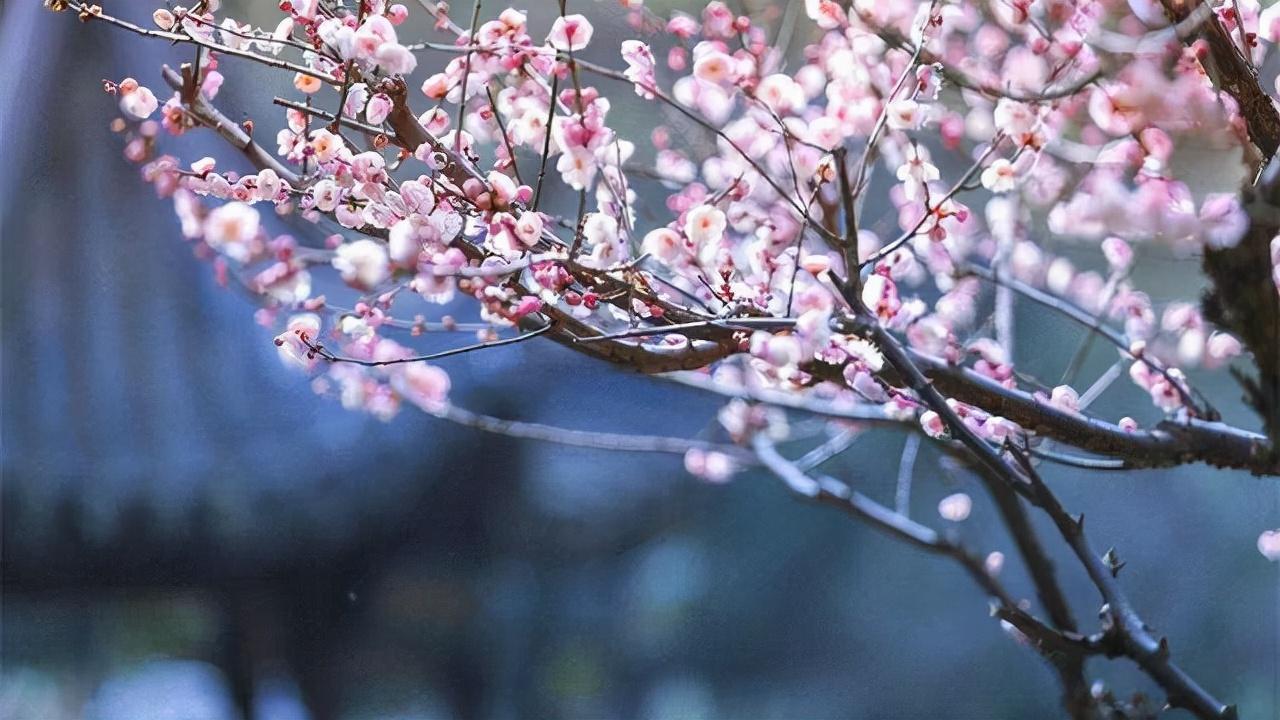 花朝节唯美的古诗词（红紫万千披锦绣，百花生日是良辰）