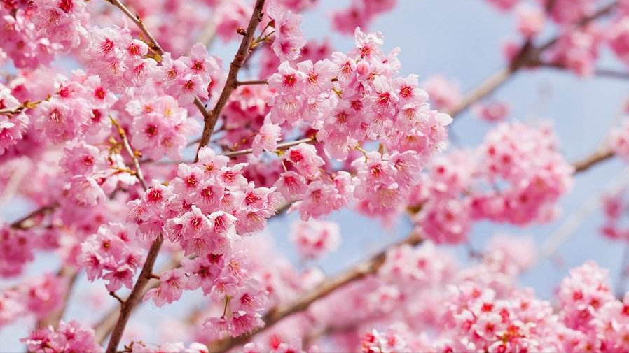 关于樱花的古诗词12首（樱花烂漫，堆云叠雪）