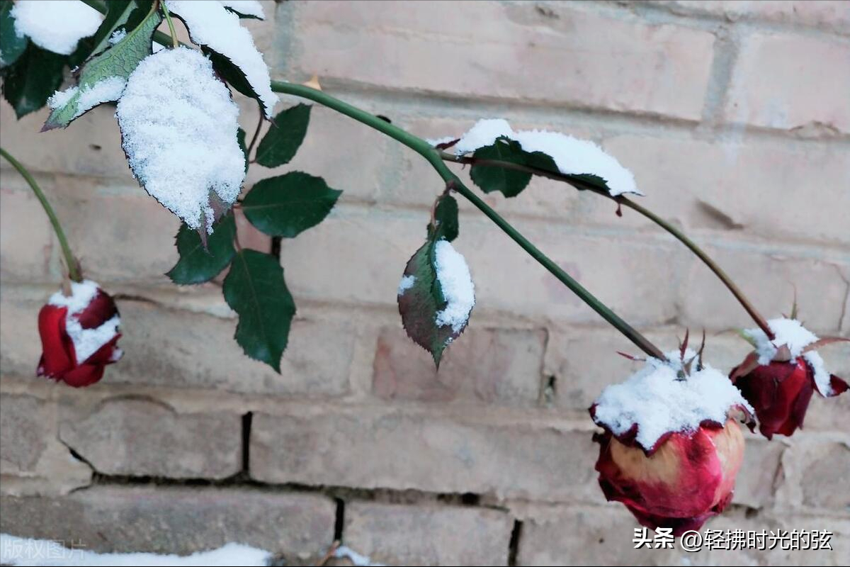 乱雪扑簌簌，流年静悄悄（推荐七首清雅大雪诗词）