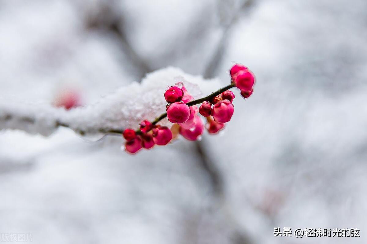 乱雪扑簌簌，流年静悄悄（推荐七首清雅大雪诗词）