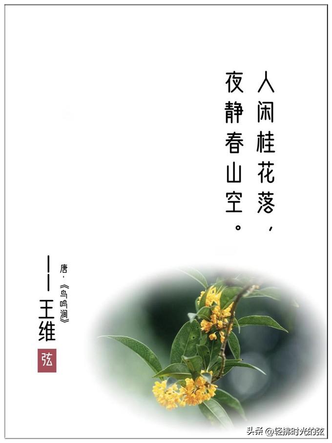 桂花经典古诗词大全（八首清绝桂花诗词）