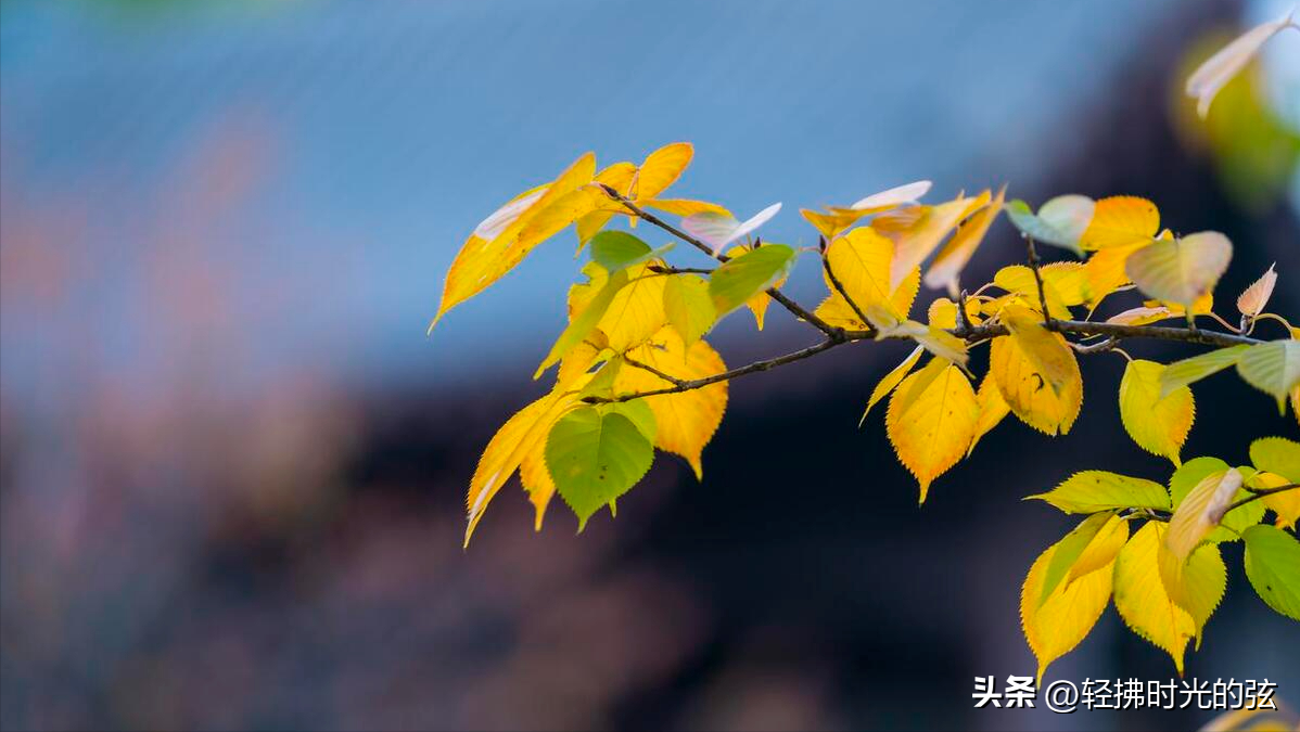 人间朝暮，叶落惊秋（十首秋意古诗唯美）