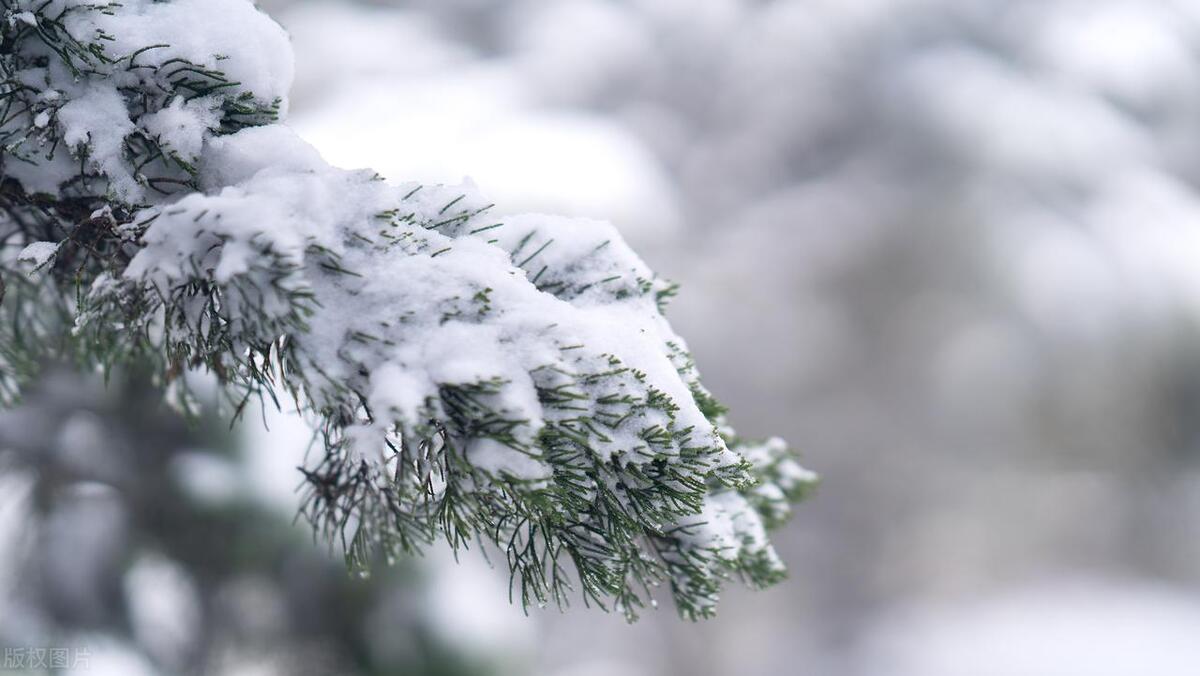 春雪诗词名句大全（五首唯美浪漫春雪诗词）