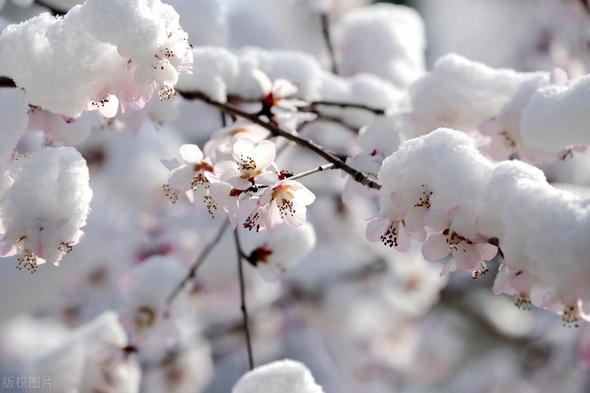 春雪诗词名句大全（五首唯美浪漫春雪诗词）