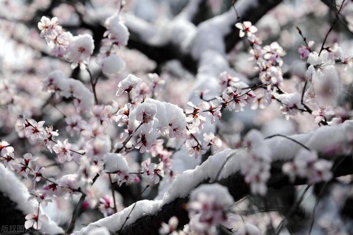 春雪诗词名句大全（五首唯美浪漫春雪诗词）