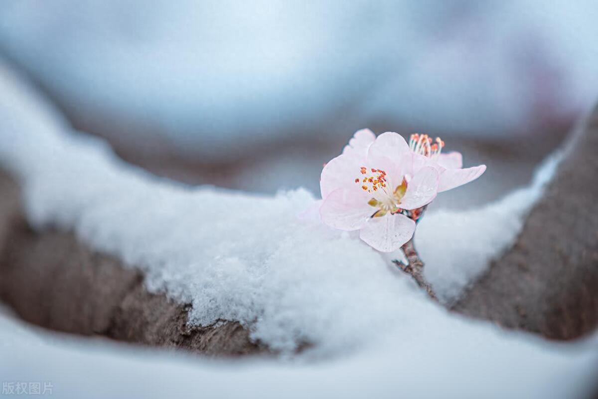 春雪诗词名句大全（五首唯美浪漫春雪诗词）