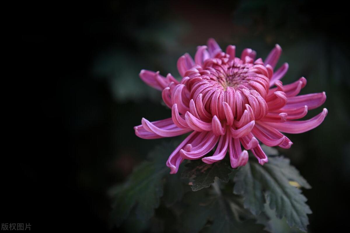 赏菊诗词名句摘抄（赏菊冷门诗词六首）