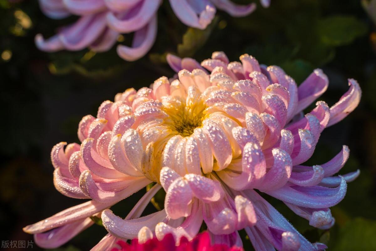 菊花诗词名句精选（宁可枝头抱香死，何曾吹落北风中）