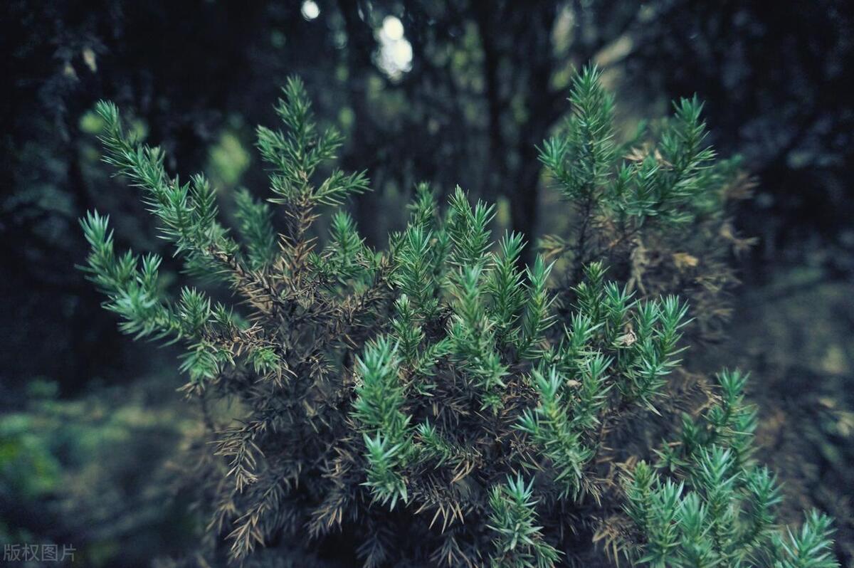 寒露正催黄菊晚，只愁风雨自阑珊（四首寒露诗词经典）