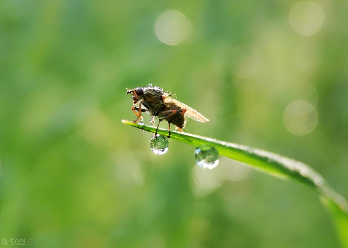 寒露正催黄菊晚，只愁风雨自阑珊（四首寒露诗词经典）