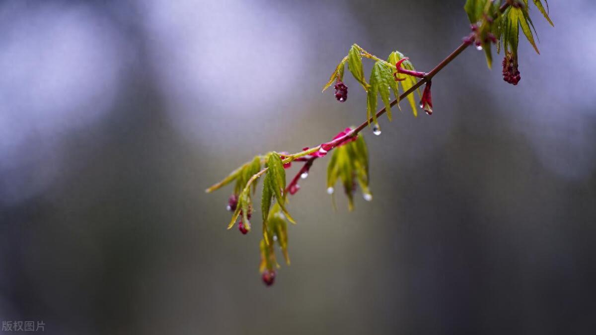 春雨经典古诗大全（10首春雨的诗词）