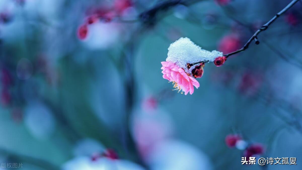 梅花经典诗词大全（人生四季，岁月轮回）