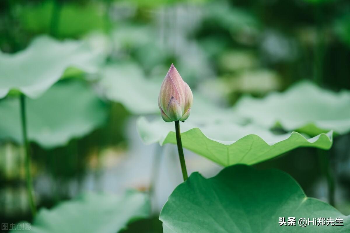 夏至经典诗词著名（十首绝美的夏至诗词）