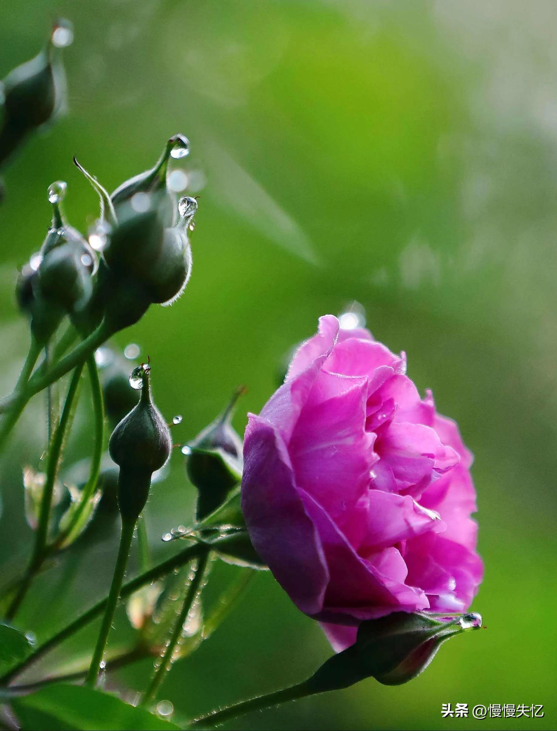 春雨诗词名句大全（30首春雨诗词经典）