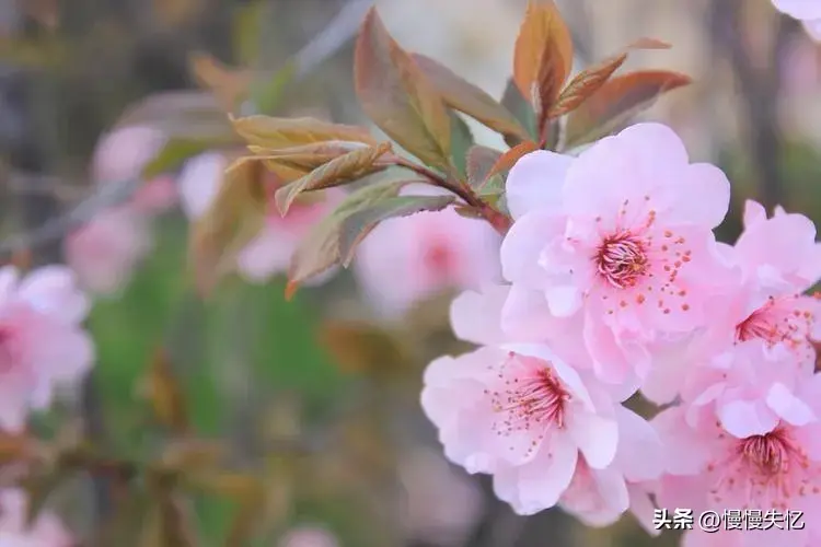 桃花流水窅然去，别有天地非人间（10首优美桃花古诗）